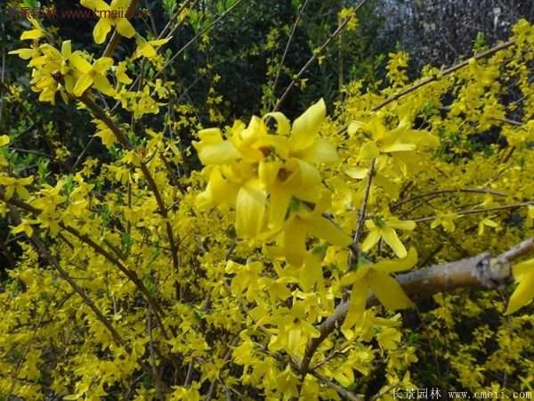 沭陽(yáng)連翹的行情 沭陽(yáng)連翹的行情