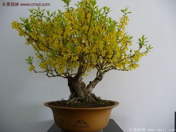 沭陽(yáng)的連翹苗 沭陽(yáng)的連翹苗