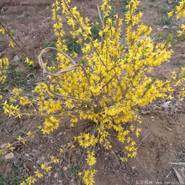 沭陽(yáng)的連翹苗 沭陽(yáng)的連翹苗