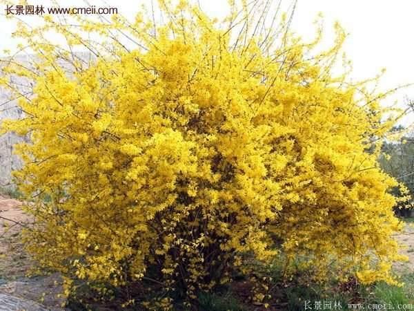 沭陽(yáng)的連翹苗 沭陽(yáng)的連翹苗