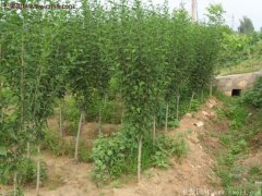 2017年最新木槿樹(shù)苗價(jià)格預測