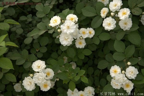 薔薇苗哪里有賣(mài)？