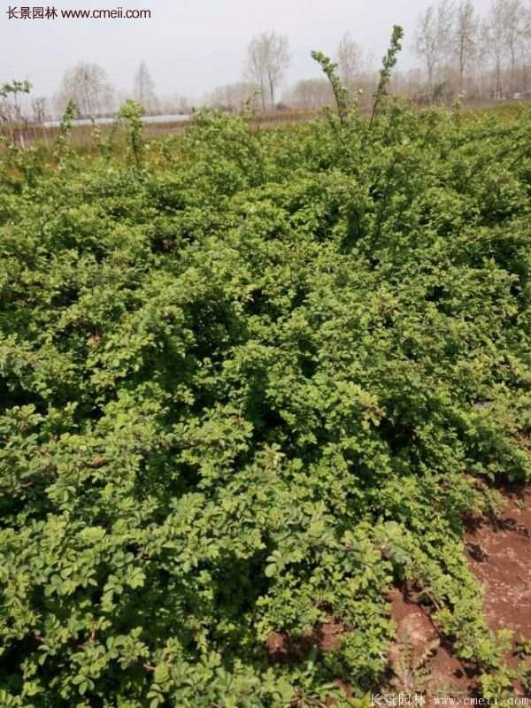 薔薇苗哪里有賣(mài)?