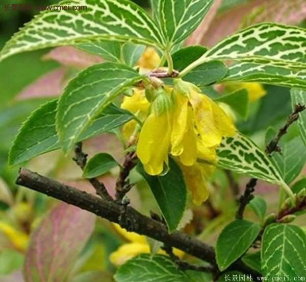 沭陽(yáng)花葉連翹 沭陽(yáng)花葉連翹