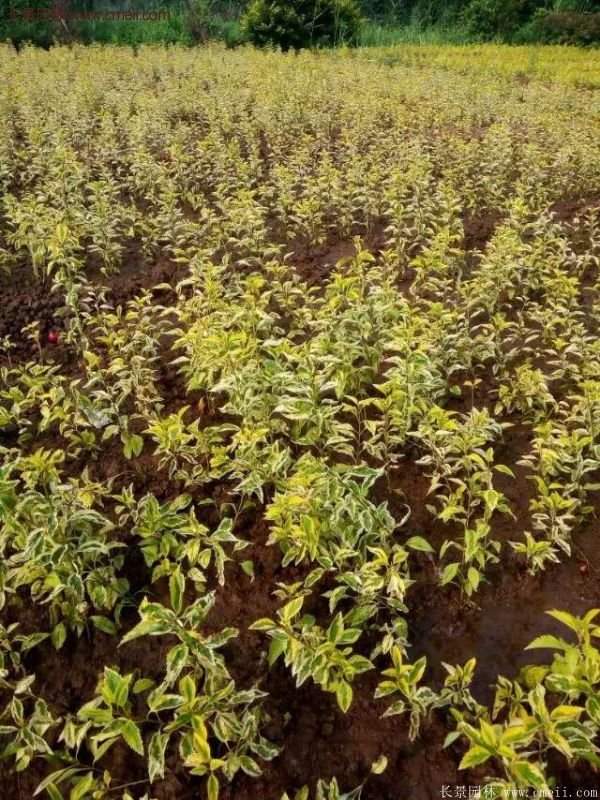 沭陽(yáng)花葉連翹 沭陽(yáng)花葉連翹