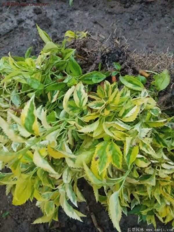 沭陽(yáng)花葉連翹 沭陽(yáng)花葉連翹