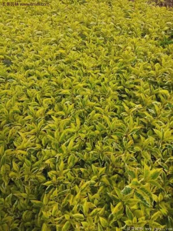 沭陽(yáng)花葉連翹 沭陽(yáng)花葉連翹