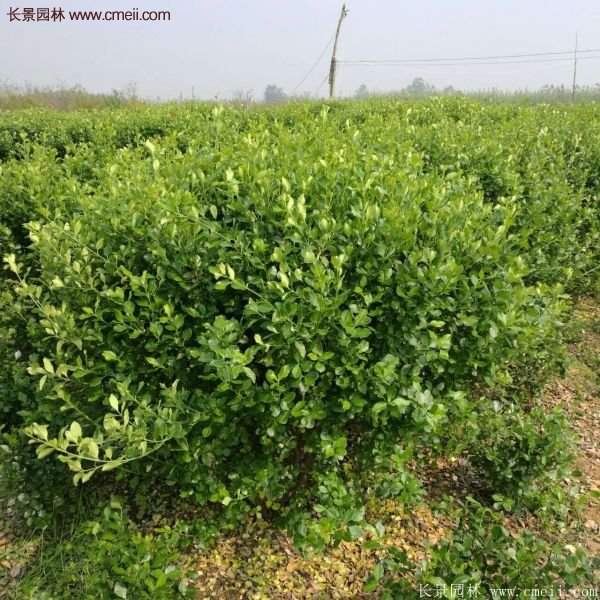 沭陽(yáng)衛矛的行情