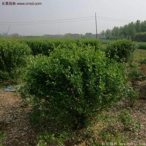 沭陽(yáng)衛矛球 沭陽(yáng)衛矛球