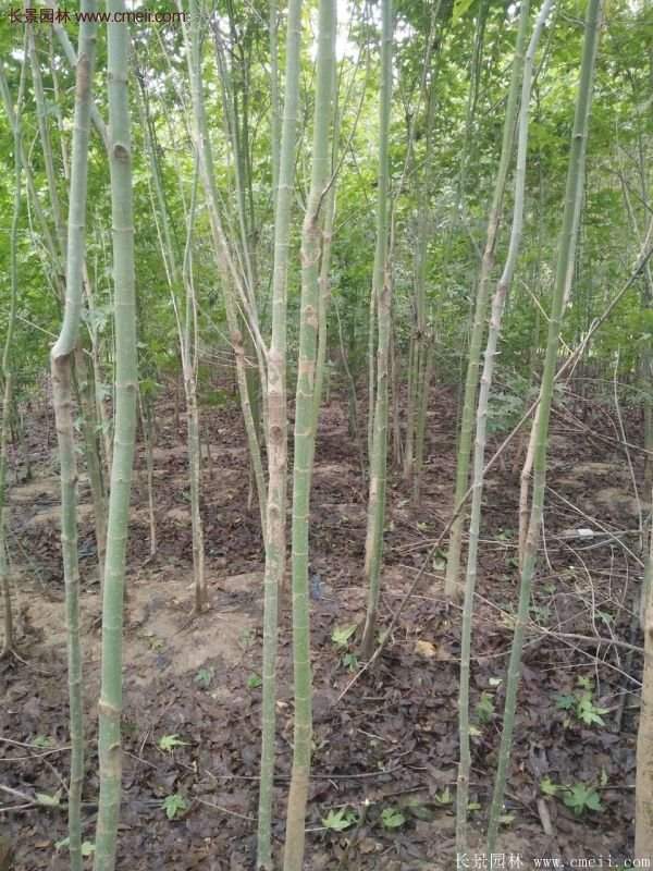 優(yōu)質(zhì)青楓樹(shù)苗