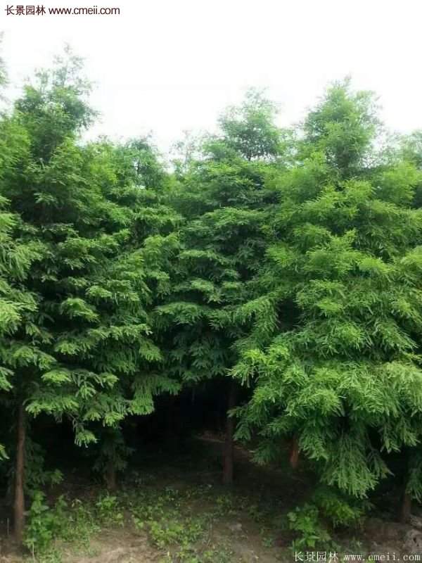 速生水杉樹(shù)