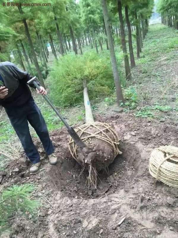 水杉樹(shù)種植技術(shù)