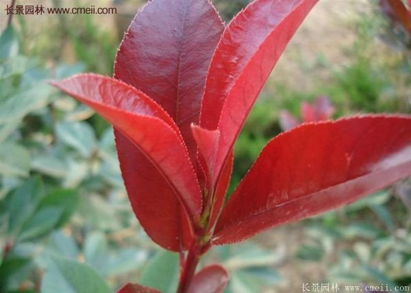 沭陽(yáng)紅葉石楠基地小苗 沭陽(yáng)紅葉石楠基地小苗