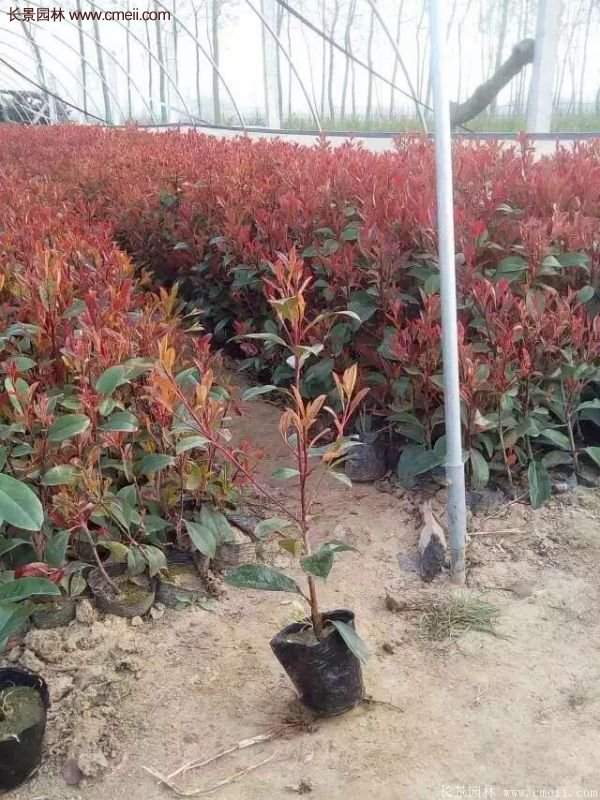 沭陽(yáng)紅葉石楠基地小苗 沭陽(yáng)紅葉石楠基地小苗