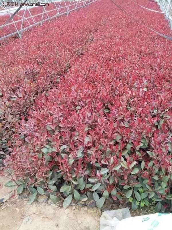 沭陽(yáng)紅葉石楠基地小苗 沭陽(yáng)紅葉石楠基地小苗