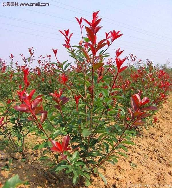 沭陽(yáng)紅葉石楠基地小苗 沭陽(yáng)紅葉石楠基地小苗