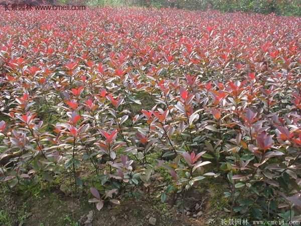 沭陽(yáng)紅葉石楠基地小苗 沭陽(yáng)紅葉石楠基地小苗
