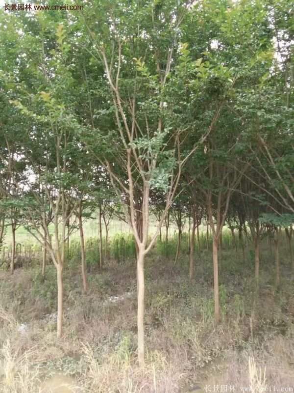 紫薇樹(shù)多少錢(qián)一棵?