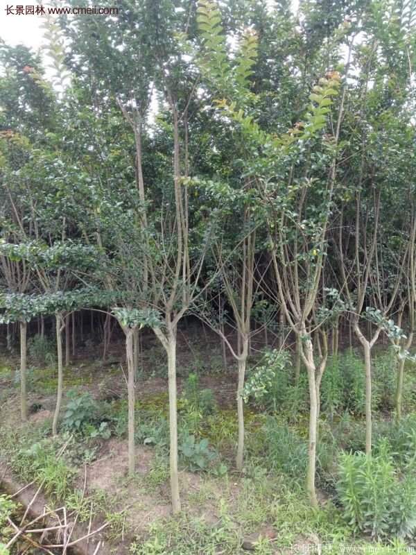 紫薇樹(shù)多少錢(qián)一棵?