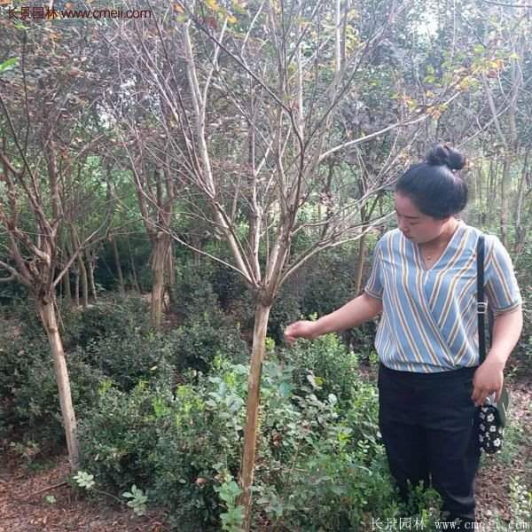 紫薇樹(shù)多少錢(qián)一棵?