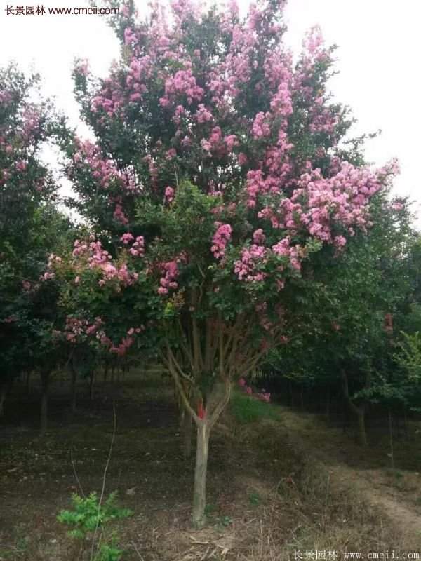紫薇樹(shù)多少錢(qián)一棵?