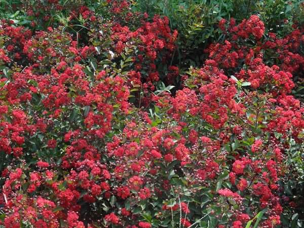 基地低價(jià)銷(xiāo)售紅火箭紫薇