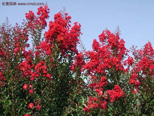 基地低價(jià)銷(xiāo)售紅火箭紫薇