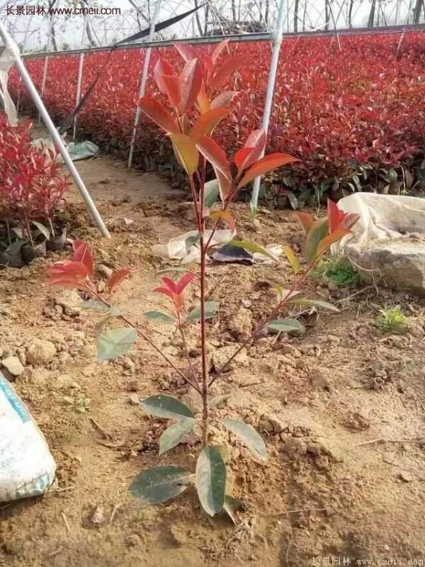 沭陽(yáng)基地的紅葉石楠苗 沭陽(yáng)基地的紅葉石楠苗
