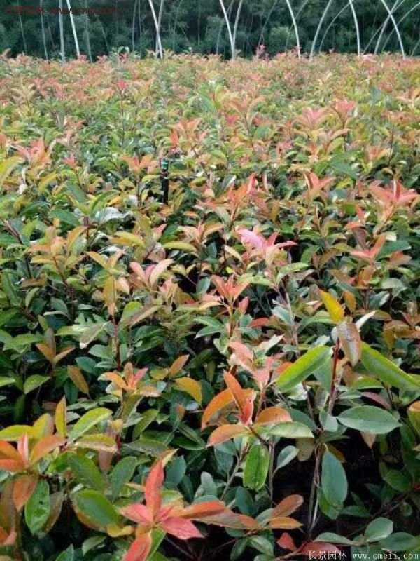 沭陽(yáng)基地的紅葉石楠苗 沭陽(yáng)基地的紅葉石楠苗