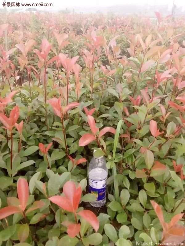 沭陽(yáng)基地的紅葉石楠苗 沭陽(yáng)基地的紅葉石楠苗