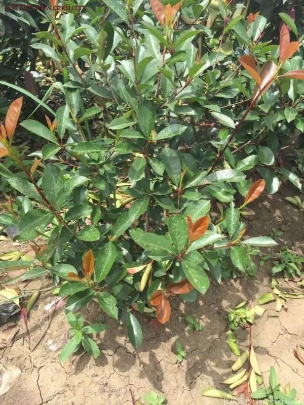 沭陽(yáng)基地的紅葉石楠苗 沭陽(yáng)基地的紅葉石楠苗