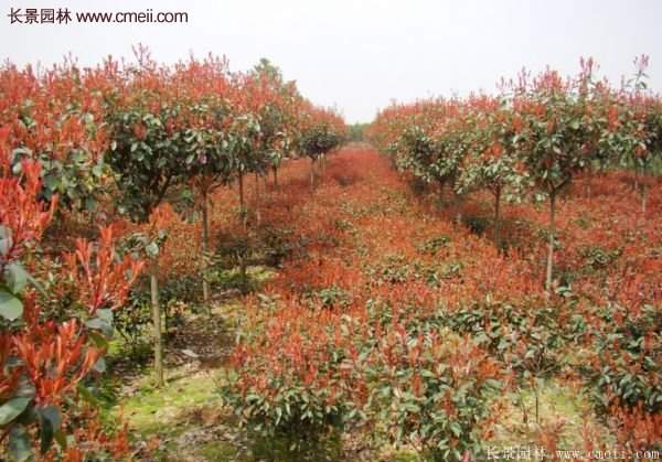 沭陽(yáng)基地的紅葉石楠 沭陽(yáng)基地的紅葉石楠