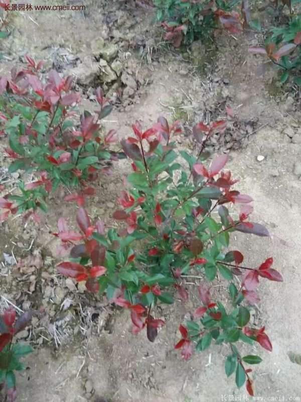 沭陽(yáng)紅葉石楠基地 沭陽(yáng)紅葉石楠基地