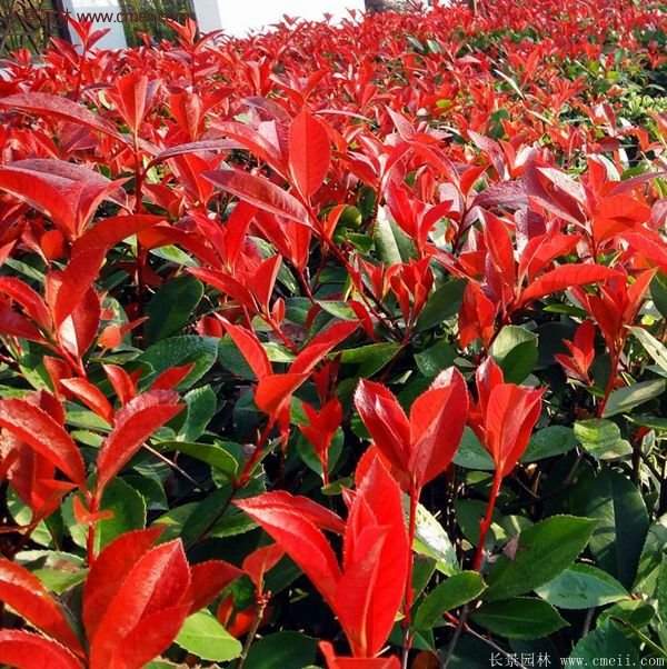 沭陽(yáng)紅葉石楠苗 沭陽(yáng)紅葉石楠苗