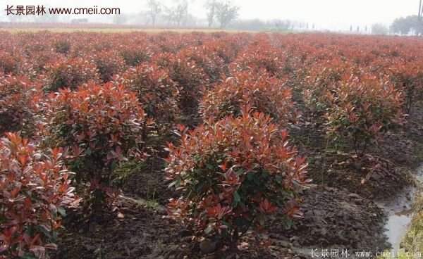 沭陽(yáng)紅葉石楠苗 沭陽(yáng)紅葉石楠苗