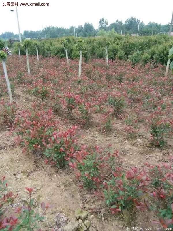 沭陽(yáng)紅葉石楠苗 沭陽(yáng)紅葉石楠苗