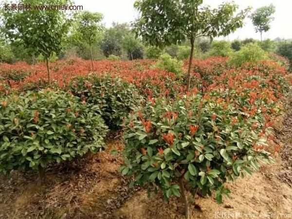 沭陽(yáng)基地的紅葉石楠球、高桿紅葉石楠 沭陽(yáng)基地的紅葉石楠球、高桿紅葉石楠
