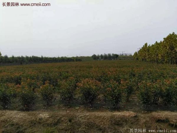 沭陽(yáng)基地紅葉石楠各種規格的價(jià)格表 沭陽(yáng)基地紅葉石楠各種規格的價(jià)格表