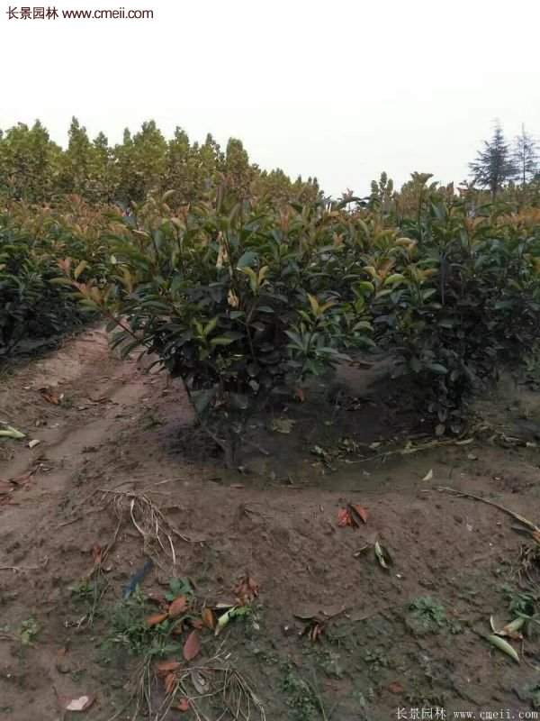 沭陽(yáng)基地紅葉石楠各種規格的價(jià)格表 沭陽(yáng)基地紅葉石楠各種規格的價(jià)格表