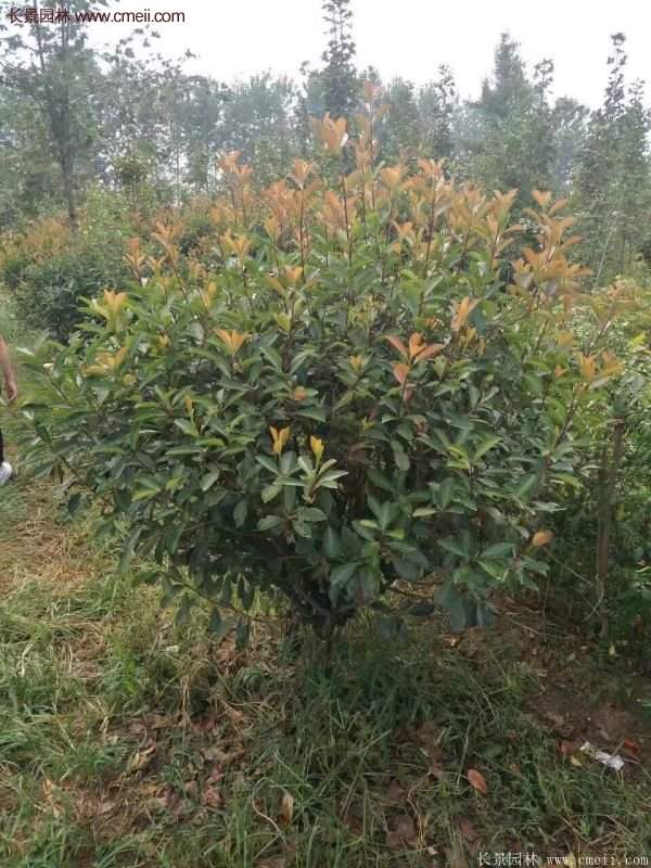 沭陽(yáng)基地紅葉石楠各種規格的價(jià)格表 沭陽(yáng)基地紅葉石楠各種規格的價(jià)格表