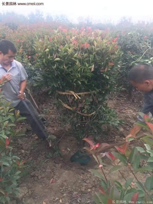 沭陽(yáng)基地紅葉石楠各種規格的價(jià)格表 沭陽(yáng)基地紅葉石楠各種規格的價(jià)格表
