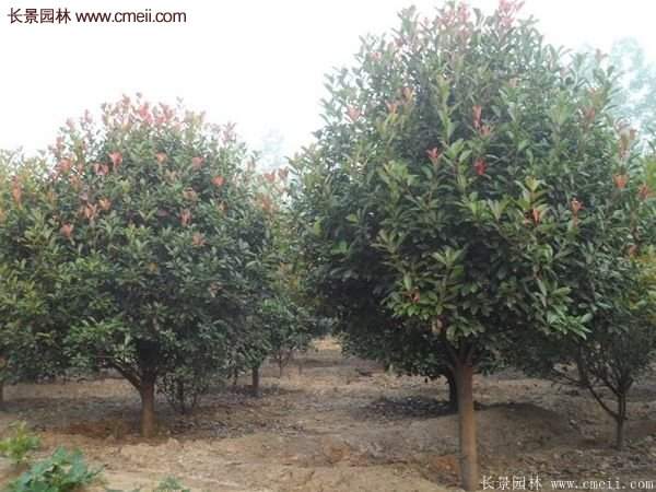 沭陽(yáng)基地紅葉石楠各種規格的價(jià)格表 沭陽(yáng)基地紅葉石楠各種規格的價(jià)格表