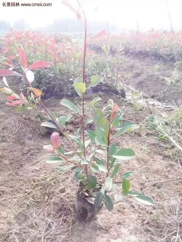 沭陽(yáng)紅葉石楠的規格 沭陽(yáng)紅葉石楠的規格