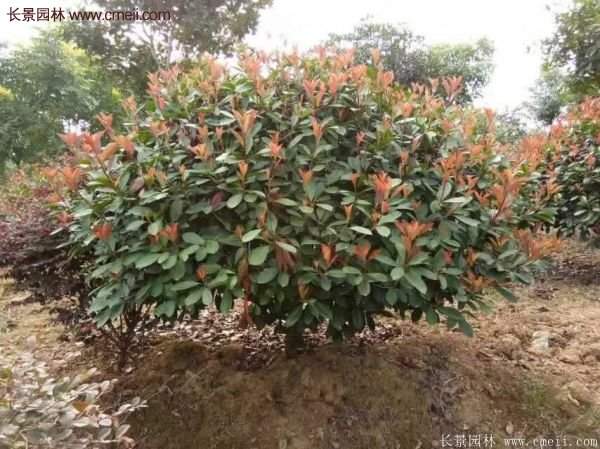沭陽(yáng)紅葉石楠的規格 沭陽(yáng)紅葉石楠的規格