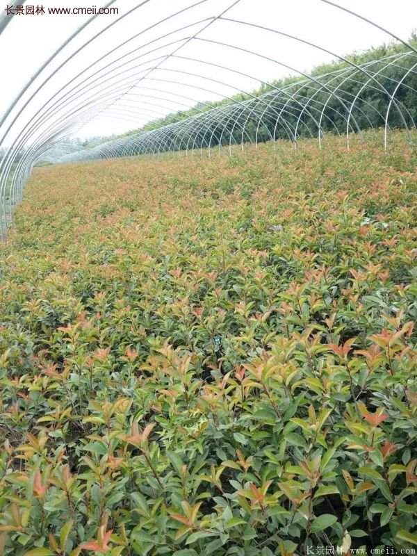 沭陽(yáng)紅葉石楠基地 沭陽(yáng)紅葉石楠基地