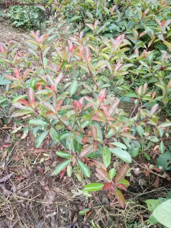 沭陽(yáng)紅葉石楠基地 沭陽(yáng)紅葉石楠基地