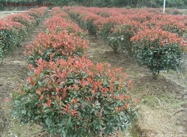 沭陽(yáng)紅葉石楠基地 沭陽(yáng)紅葉石楠基地