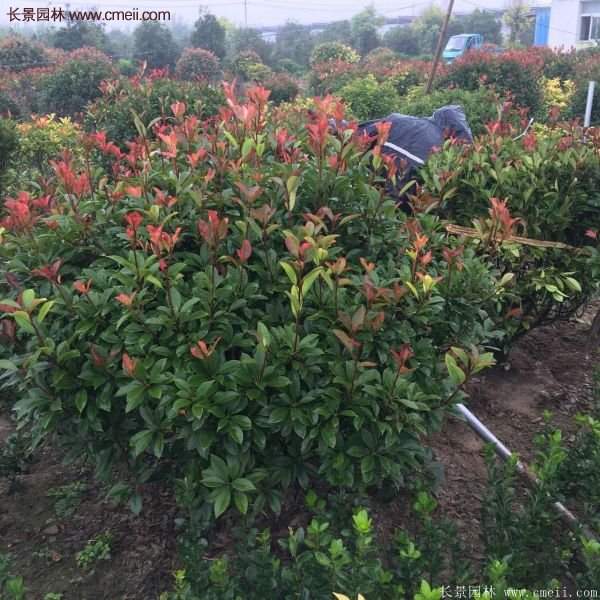 沭陽(yáng)紅葉石楠基地 沭陽(yáng)紅葉石楠基地