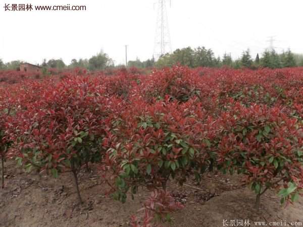 沭陽(yáng)紅葉石楠基地 沭陽(yáng)紅葉石楠基地