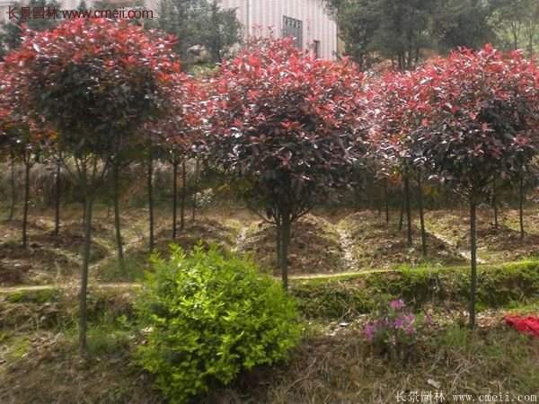 沭陽(yáng)長(cháng)景園林基地的紅葉石楠